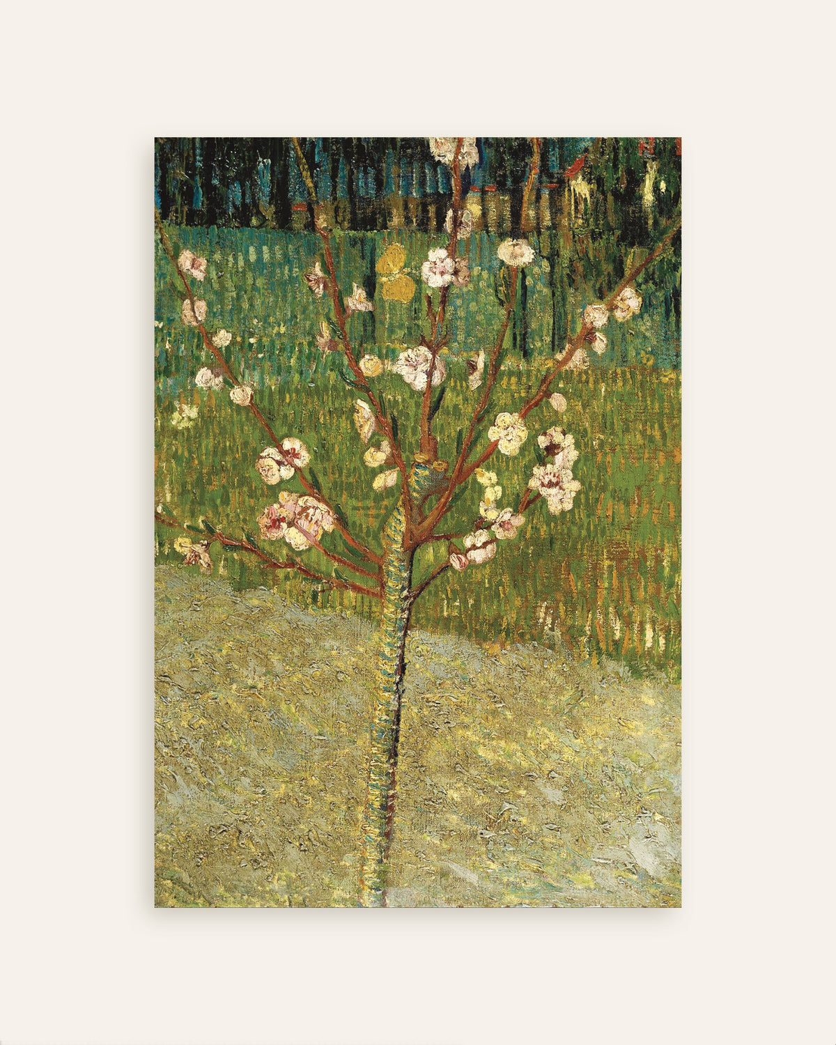 Póster de Almendro en flor (1888), de Vincent van Gogh, miniatura