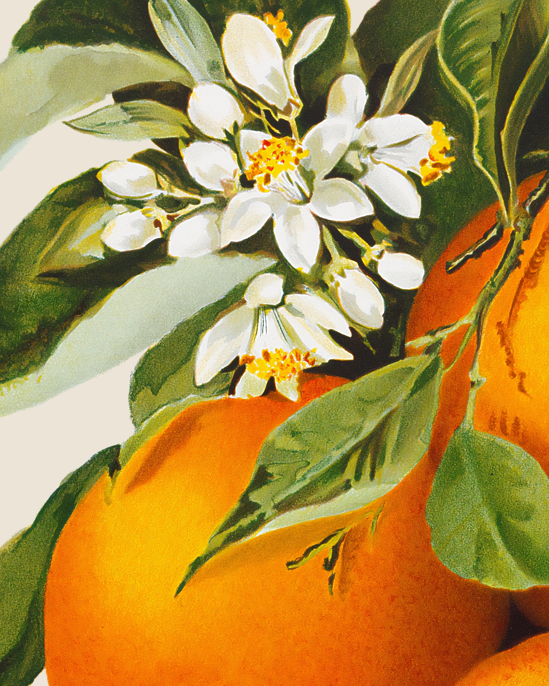 Póster de Naranjas