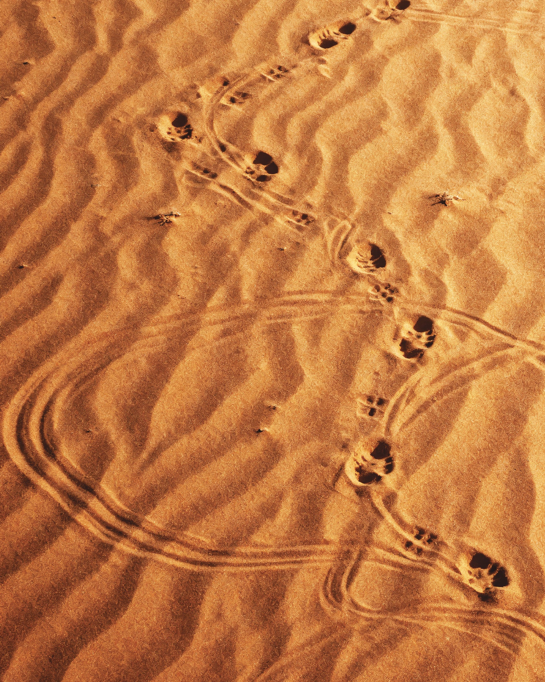 Dune Sandwalk, pósters de huellas en el desierto